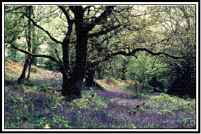 Picture of bluebells under oak tree